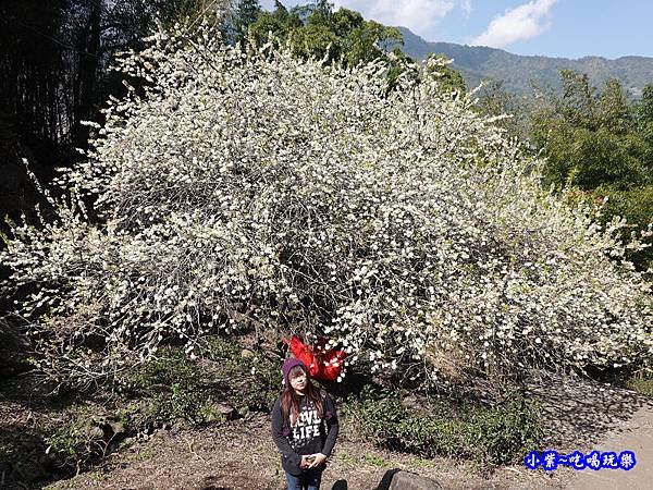 李子王咖啡園-李子老樹-草坪頭櫻花季 (1).jpg