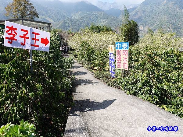 李子王咖啡園-李子老樹-草坪頭櫻花季 (2).jpg