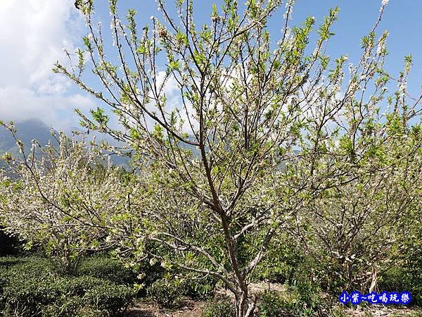 李子王咖啡園-李子老樹-草坪頭櫻花季 (4).jpg