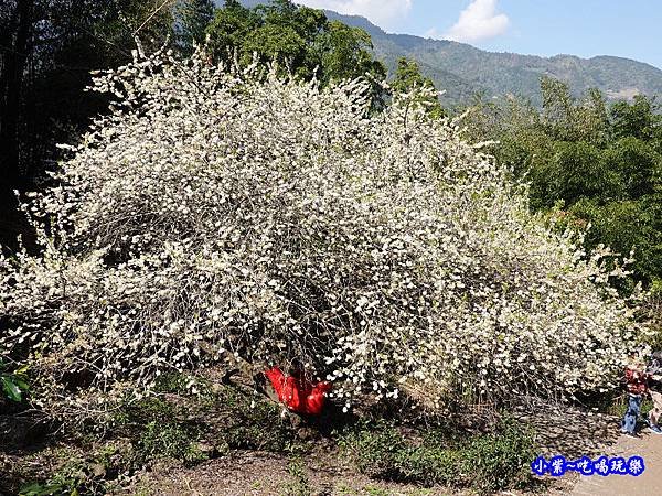 李子王咖啡園-李子老樹-草坪頭櫻花季 (8).jpg