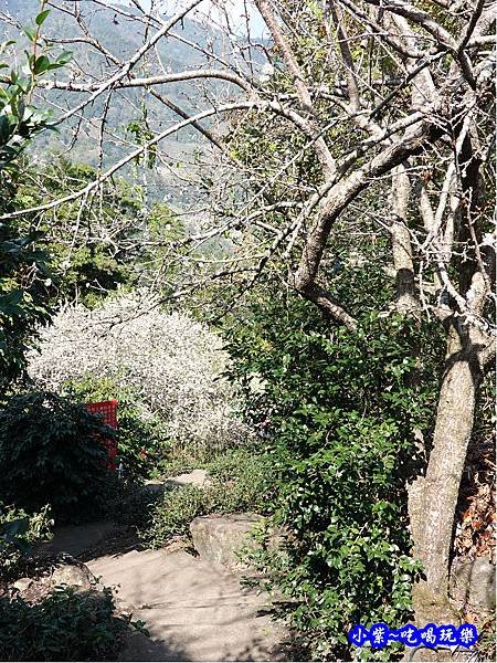 李子王咖啡園-李子老樹-草坪頭櫻花季 (5).jpg