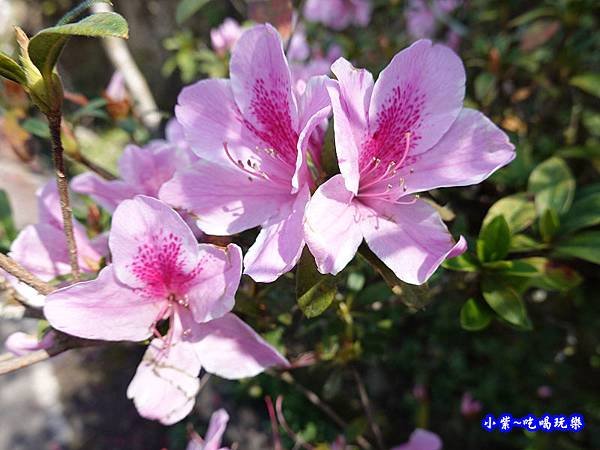 杜鵑花-草坪頭櫻花季 (1).jpg