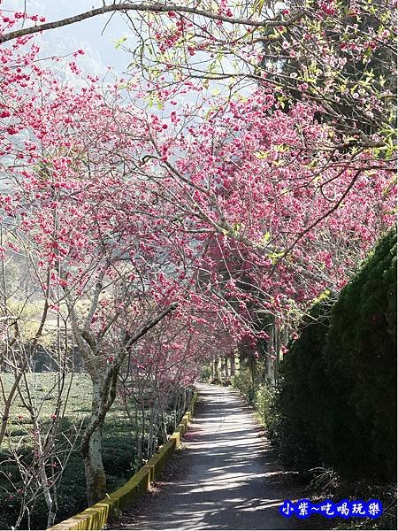 往P7櫻花小徑-草坪頭櫻花季.jpg