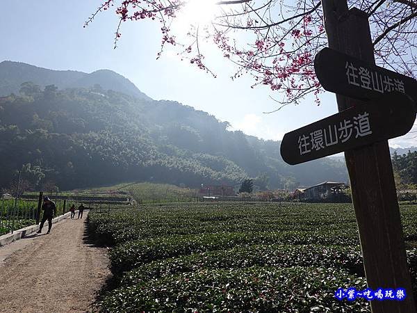 往環山步道。草坪頭櫻花季.jpg