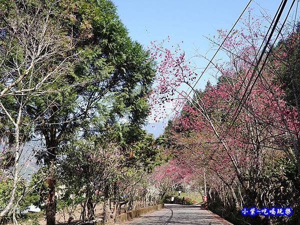 往下走往P13停車場櫻花大道-草坪頭櫻花季.jpg