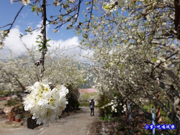 明生花步道、觀景步道景觀 (4).jpg