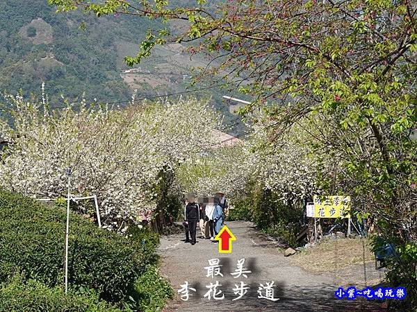 明生花步道、觀景步道景觀 (1).jpg