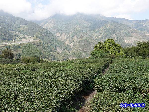 明生花步道、觀景步道景觀 (9).jpg