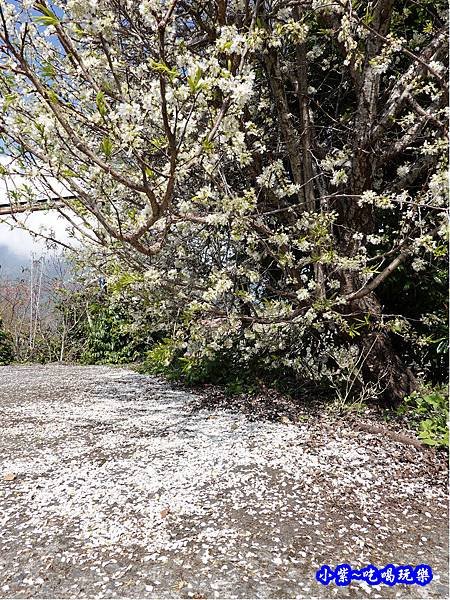 明生花步道、觀景步道景觀 (7).jpg