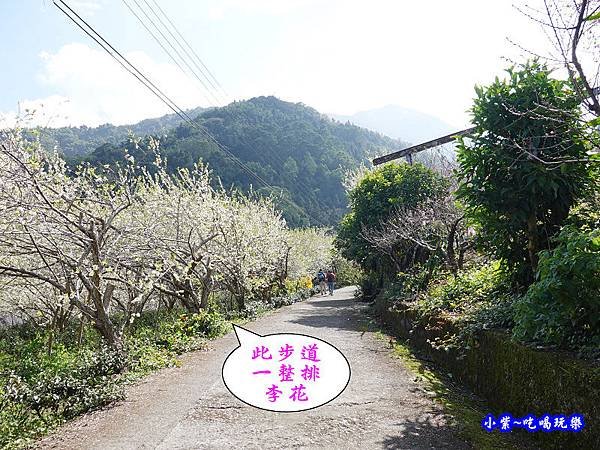 明生花步道、觀景步道景觀 (10).jpg