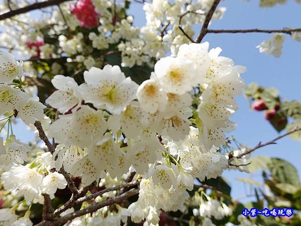 明生花步道、觀景步道景觀 (13).jpg