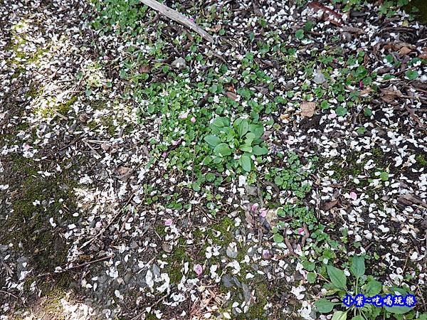 明生花步道、觀景步道景觀 (11).jpg