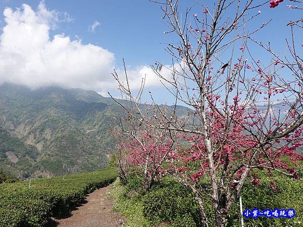 明生花步道、觀景步道景觀 (12).jpg