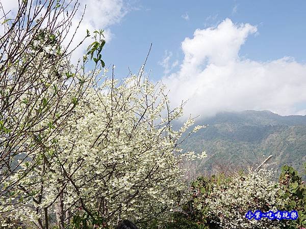 明生花步道、觀景步道景觀 (14).jpg