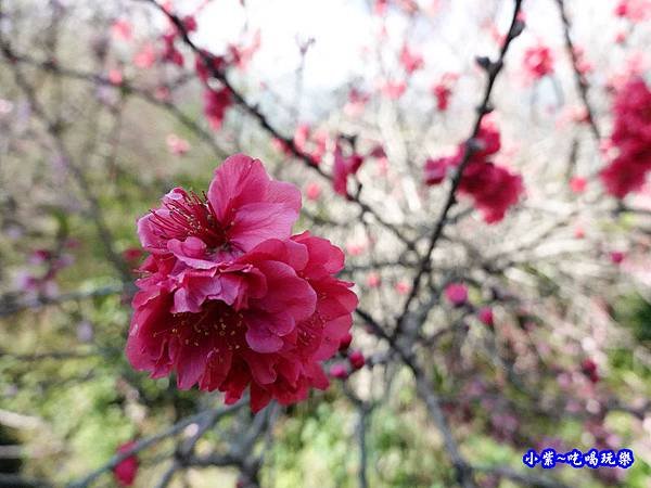 明生花步道、觀景步道景觀 (19).jpg