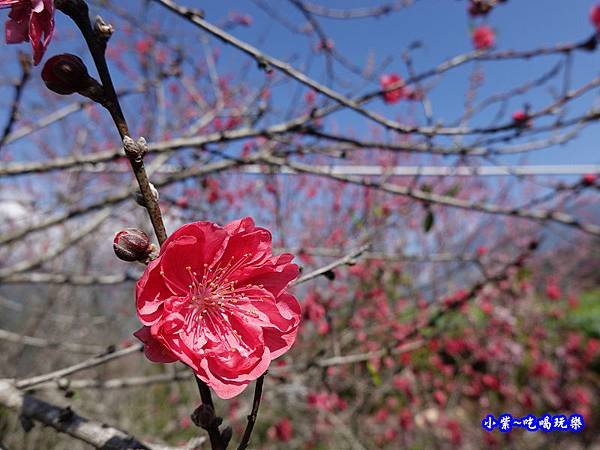 明生花步道、觀景步道景觀 (20).jpg