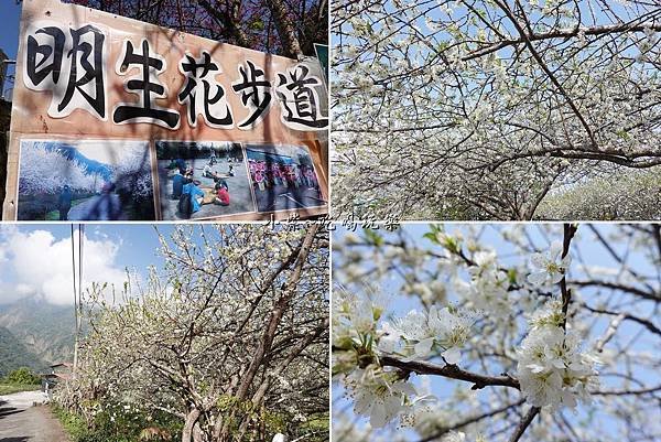 明生花步道、觀景步道景觀 (17).jpg