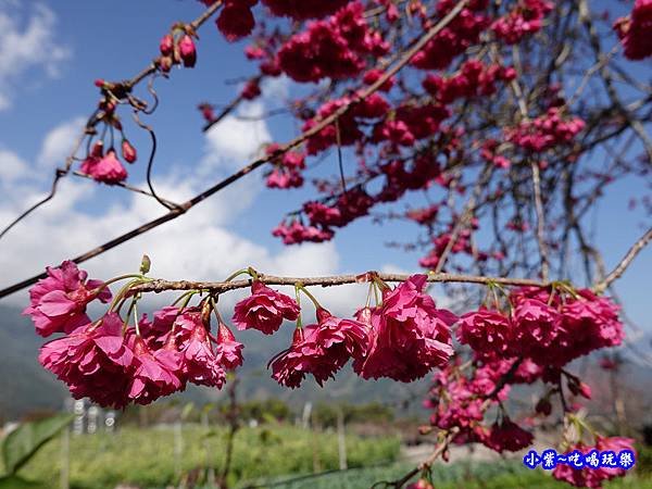 重瓣緋寒櫻-草坪頭櫻花季.jpg