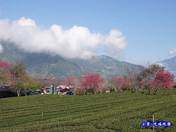 桃花步道-新峰製茶-草坪頭櫻花季  (2).jpg