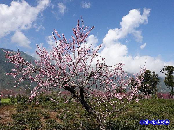 桃花步道-新峰製茶-草坪頭櫻花季  (4).jpg