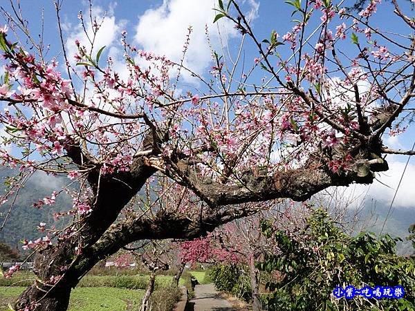 桃花步道-新峰製茶-草坪頭櫻花季  (6).jpg