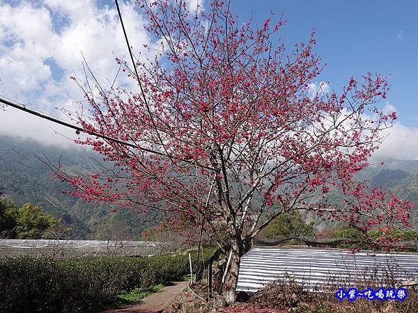 草坪頭橋旁觀景步道-草坪頭櫻花季  (2).jpg