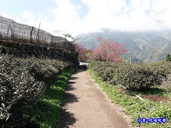 草坪頭橋旁觀景步道-草坪頭櫻花季  (1).jpg