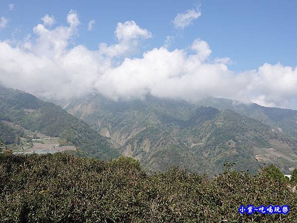 草坪頭橋旁觀景步道-草坪頭櫻花季  (4).jpg