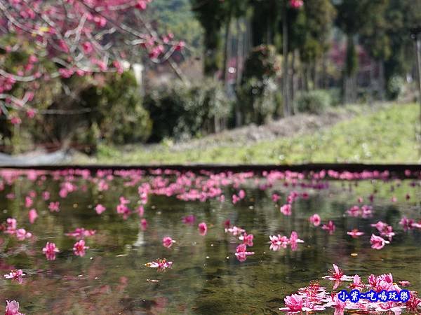 單瓣緋寒櫻、山櫻花-草坪頭櫻花季  (4).jpg