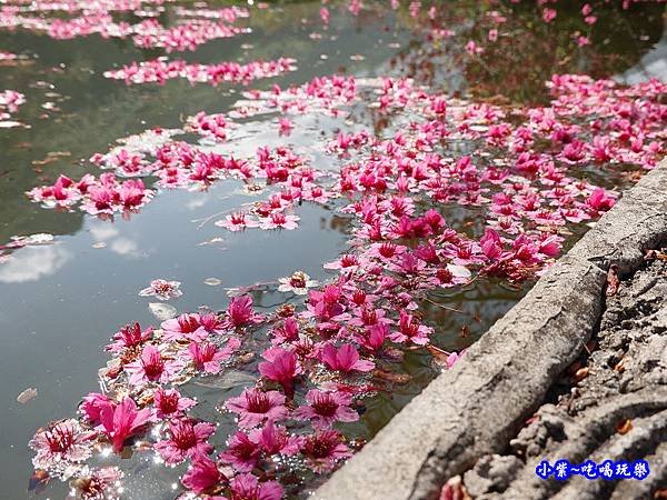 單瓣緋寒櫻、山櫻花-草坪頭櫻花季  (5).jpg