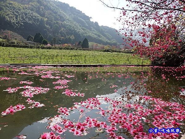 單瓣緋寒櫻、山櫻花-草坪頭櫻花季  (6).jpg