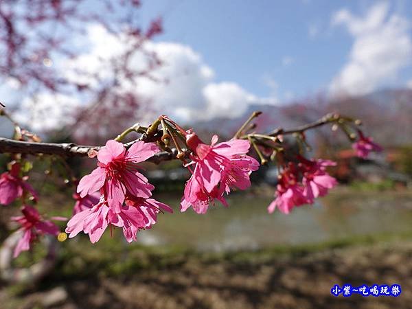 親水公園-草坪頭櫻花季 (1).jpg