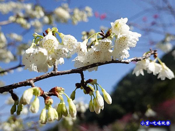 福爾摩沙櫻-草坪頭櫻花季 (2).jpg