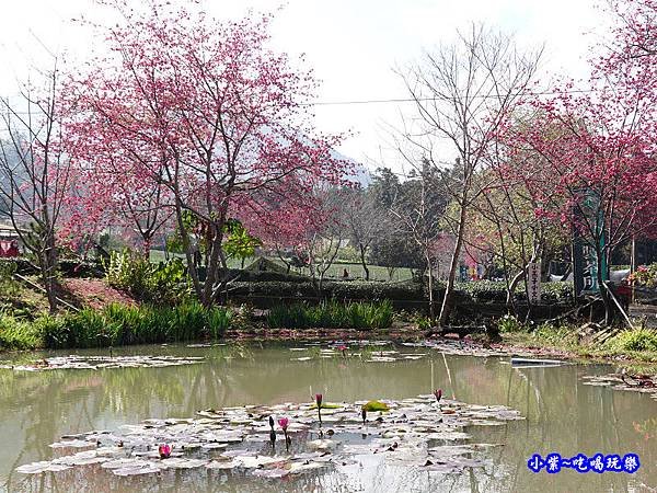 親水公園-草坪頭櫻花季 (2).jpg