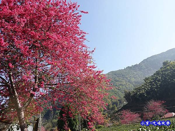 鐵皮屋旁大櫻花-草坪頭櫻花季 (3).jpg