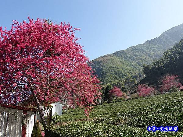 鐵皮屋旁大櫻花-草坪頭櫻花季 (2).jpg