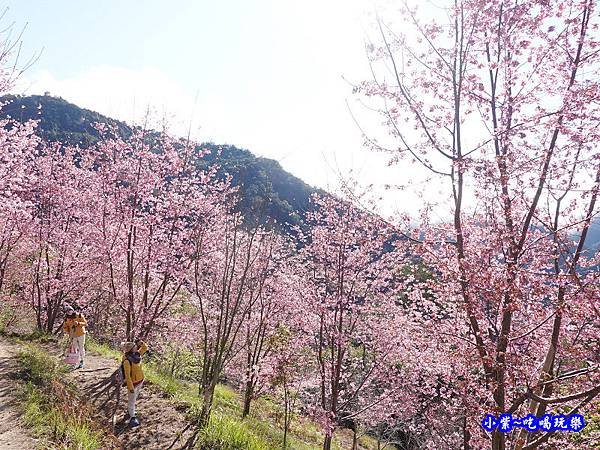 往巨木登山口的櫻花步道-司馬庫斯 (7).jpg