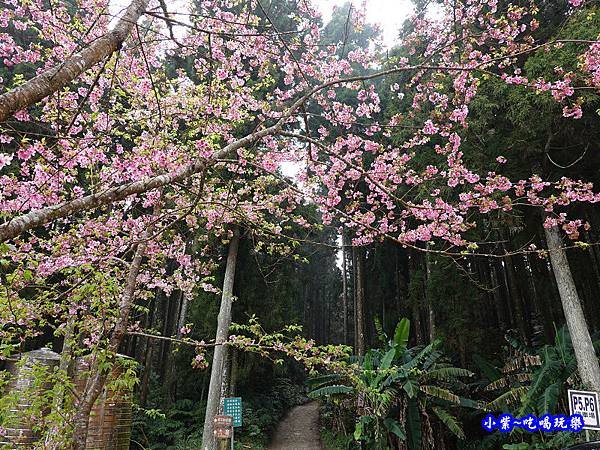 4號停車場旁登山口 (2).jpg