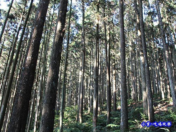 山上人家森林步道22.jpg