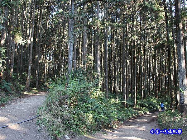 山上人家森林步道24.jpg