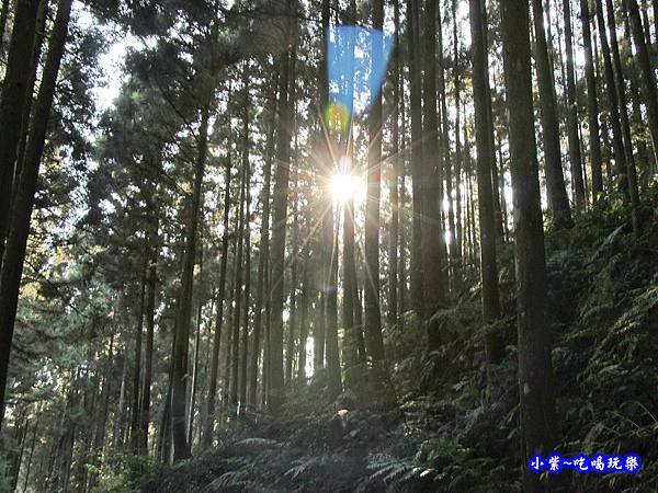 山上人家森林步道25.jpg