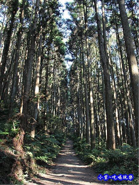 山上人家森林步道21.jpg