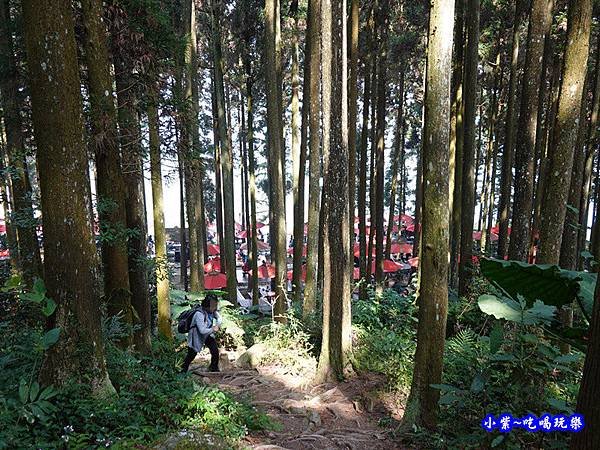 森林咖啡館內-森林登山步道2.jpg