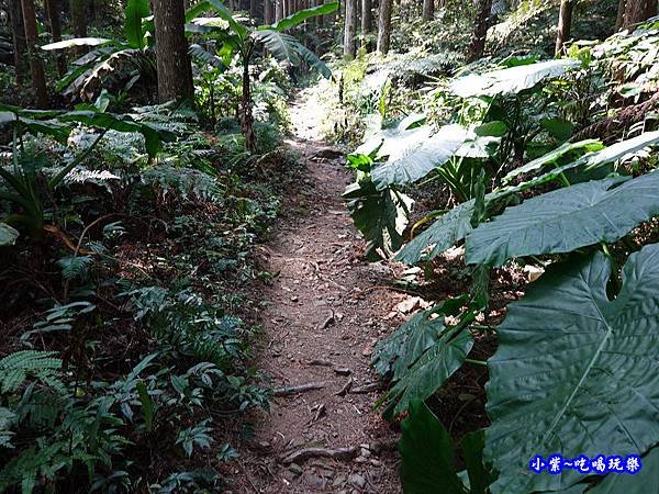 森林咖啡館內-森林登山步道3.jpg