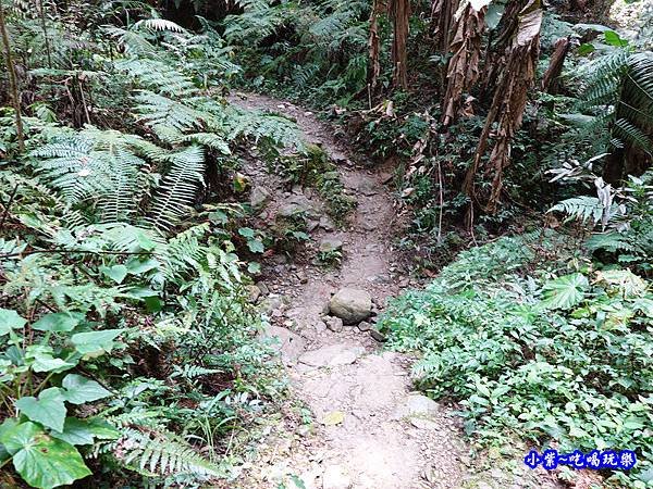 森林咖啡館內-森林登山步道5.jpg