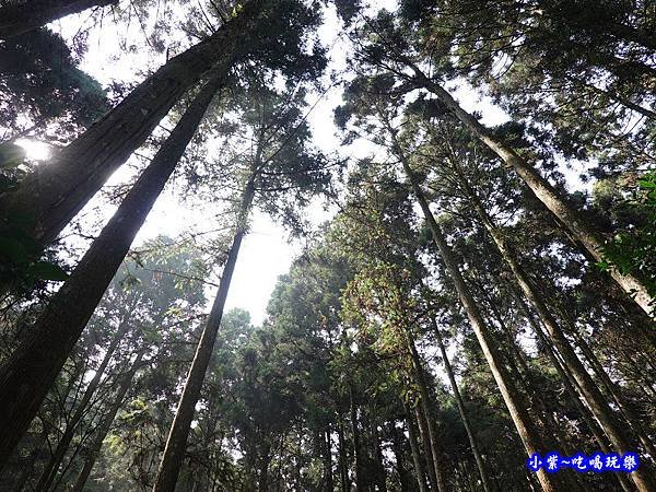 森林咖啡館內-森林登山步道4.jpg