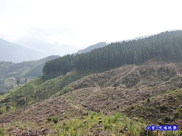 森林咖啡館內-森林登山步道7.jpg