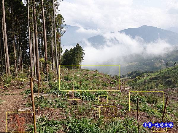 森林咖啡館內-森林登山步道8.jpg