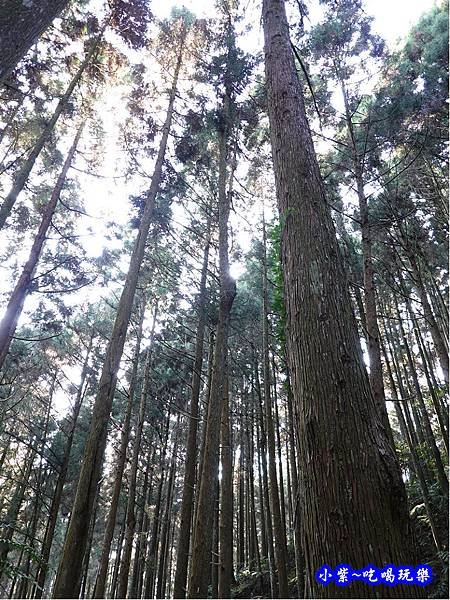 森林咖啡館內-森林登山步道11.jpg