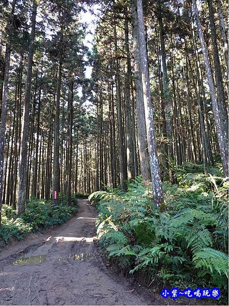 森林咖啡館內-森林登山步道12.jpg